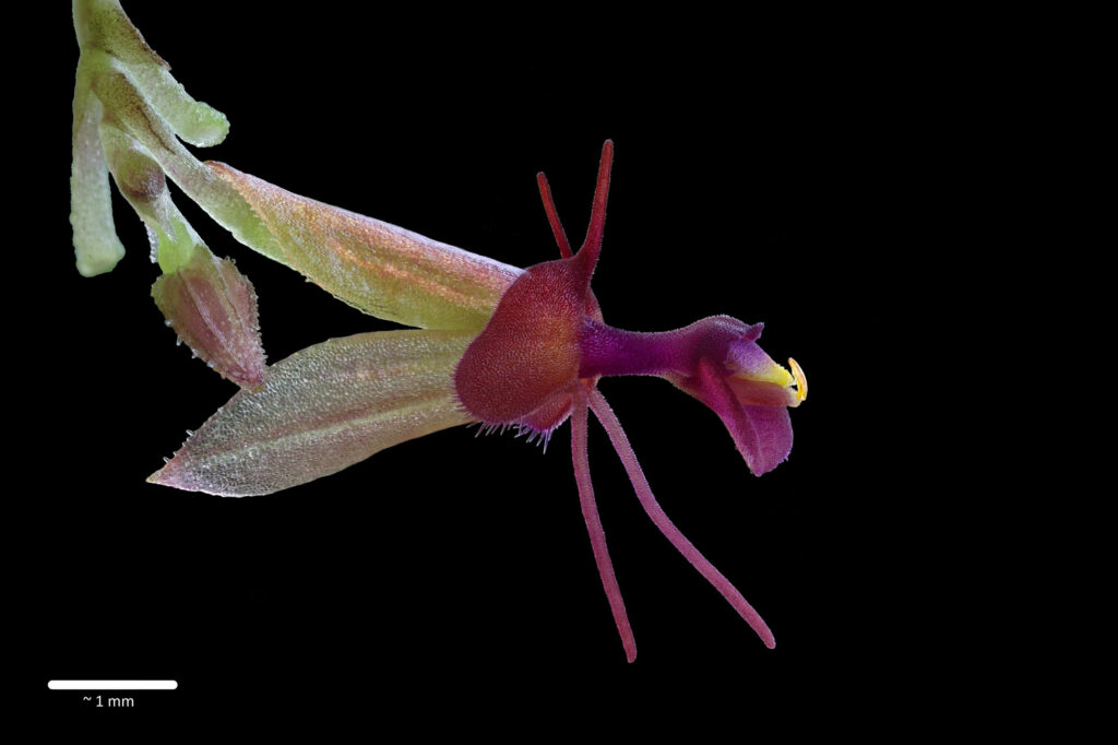 Lepanthes calodictyon