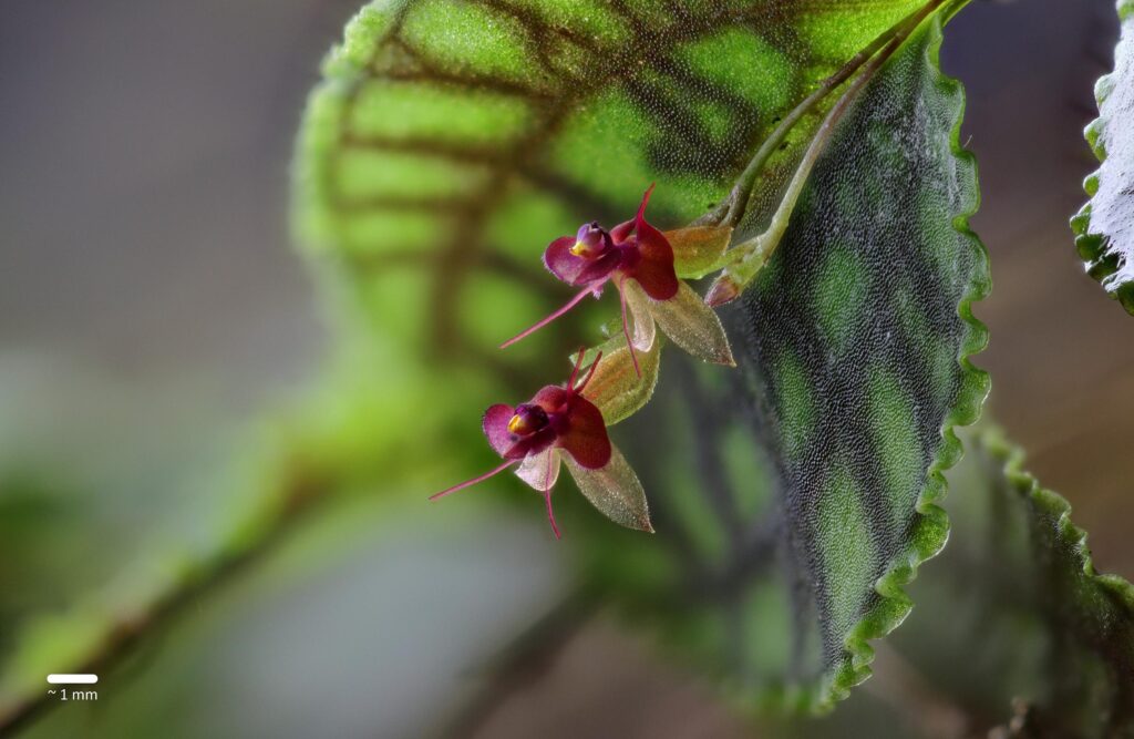 Lepanthes calodictyon