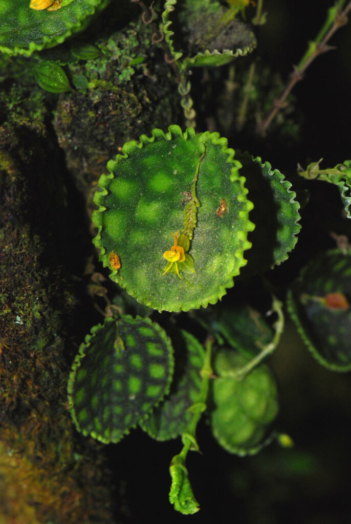 Lepanthes calodictyon