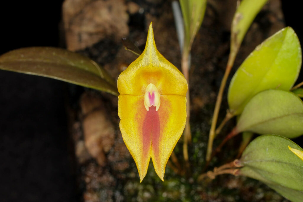 Lepanthes escobariana