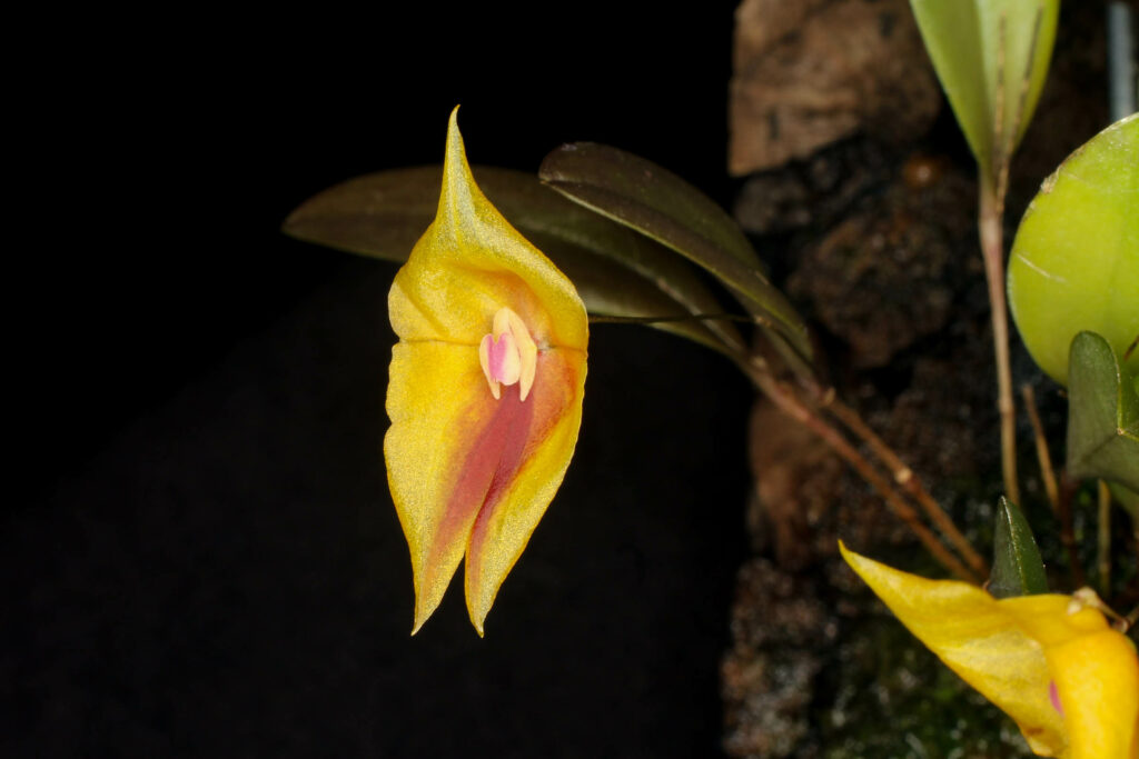 Lepanthes escobariana