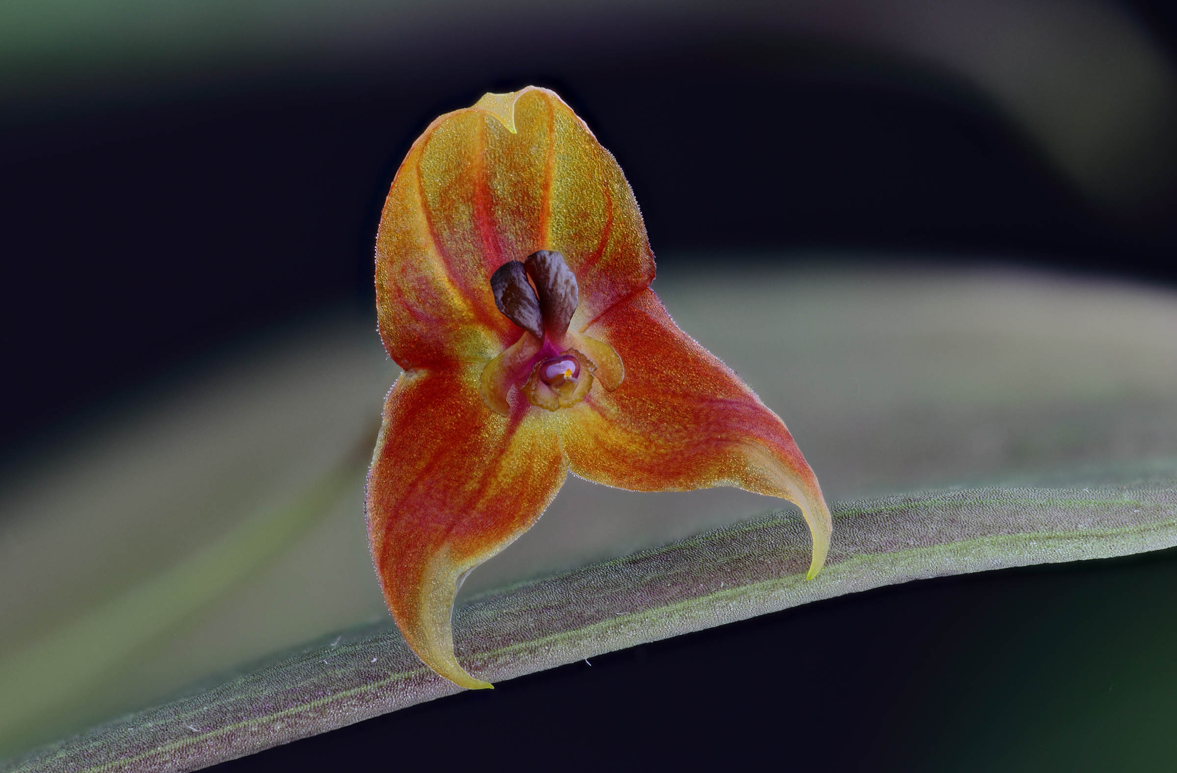 Lepanthes niesseniae