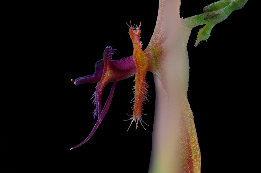 Lepanthes telipogoniflora