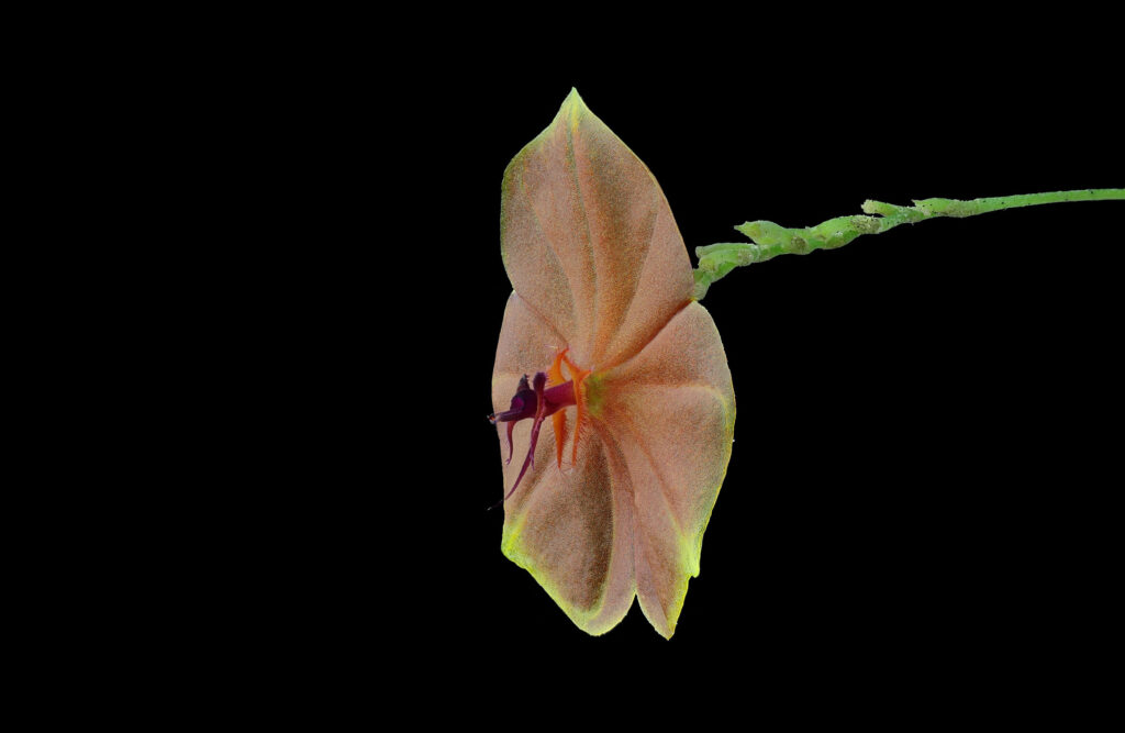 Lepanthes telipogoniflora