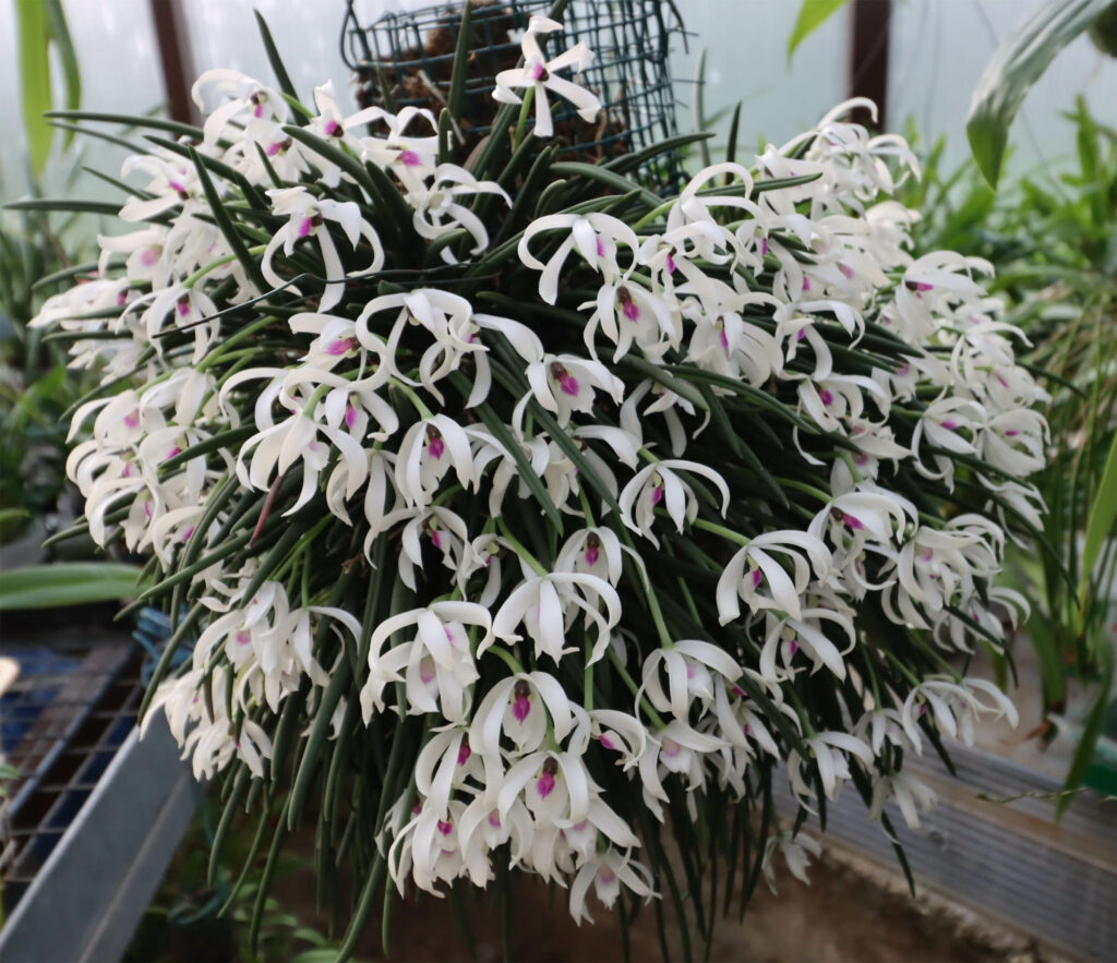 Leptotes bicolor 'SK'