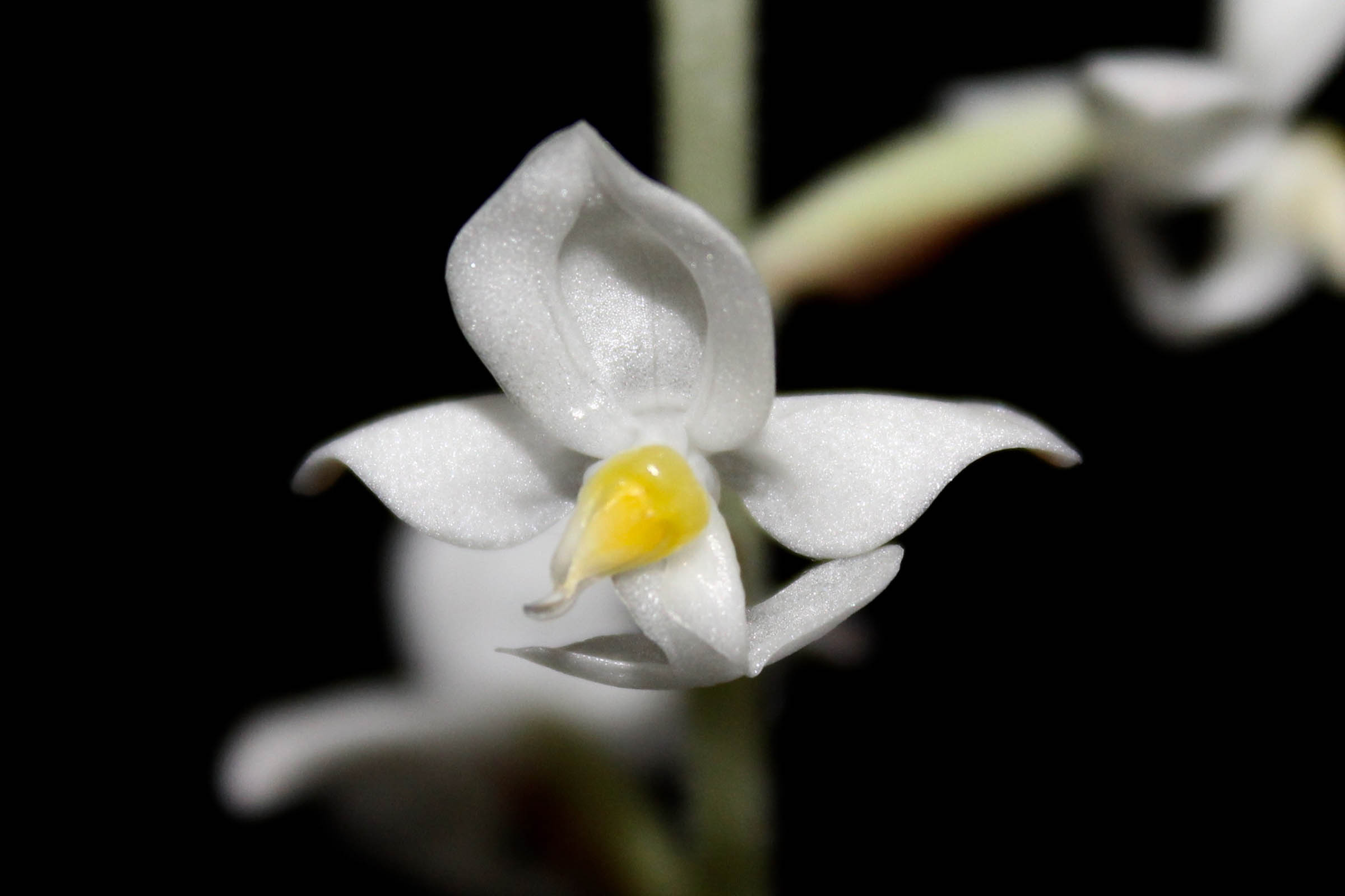 Ludisia discolor