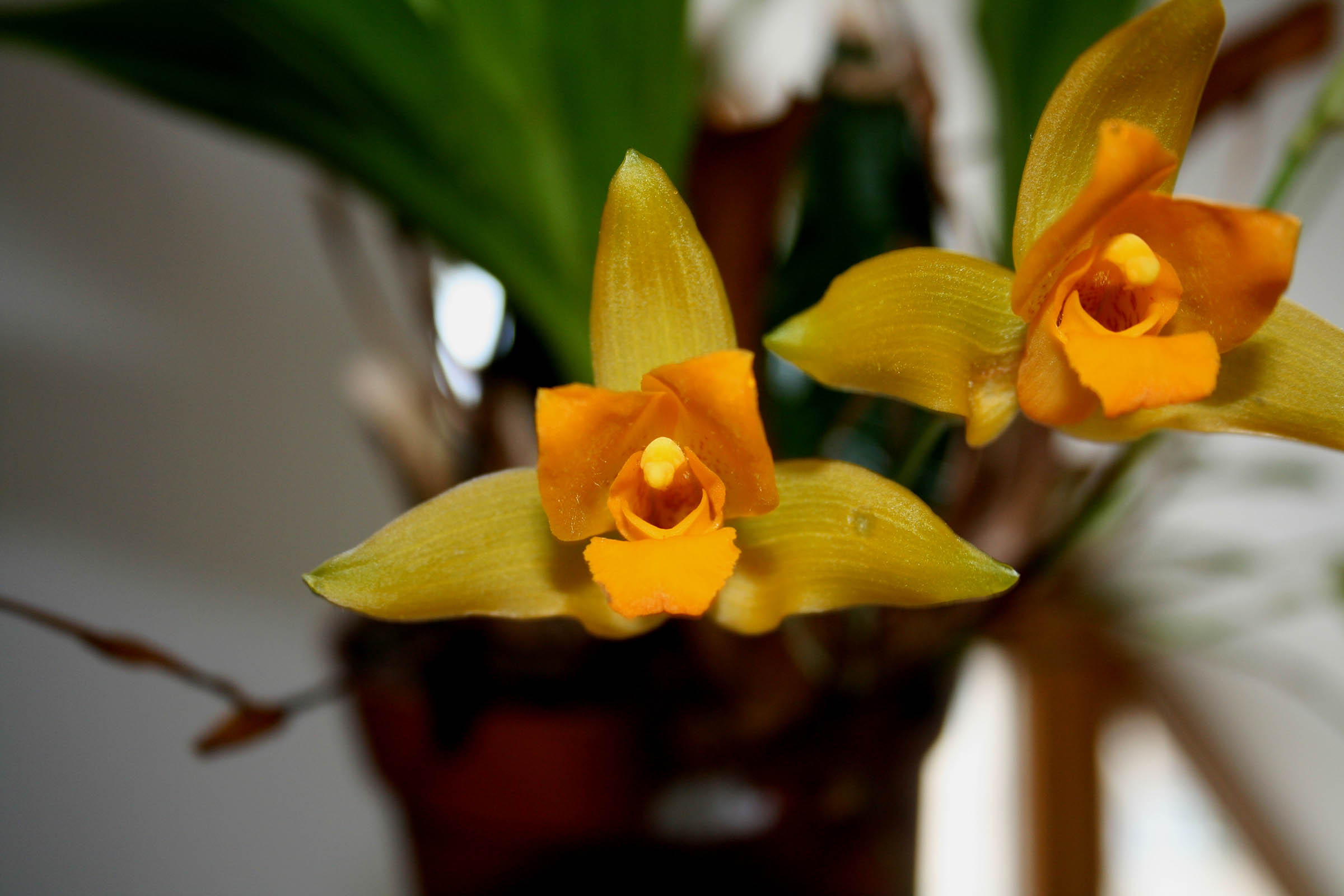 Lycaste Yokos Sister