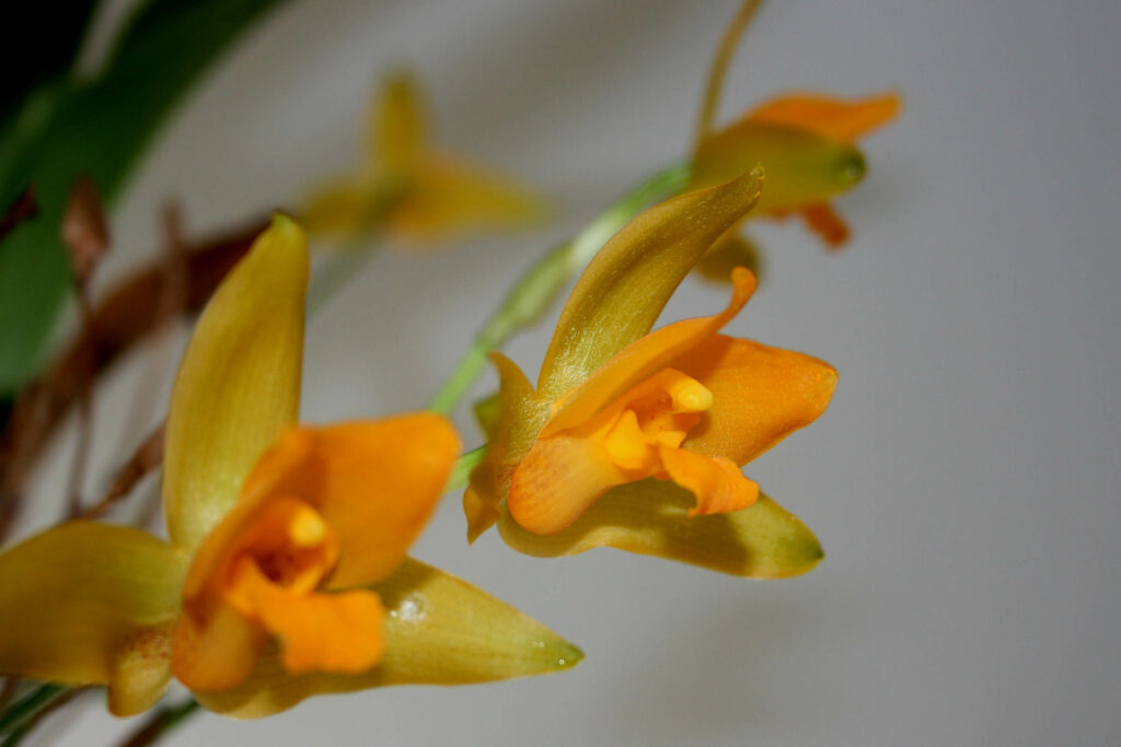 Lycaste Yokos Sister