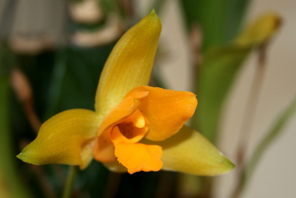 Lycaste Yokos Sister