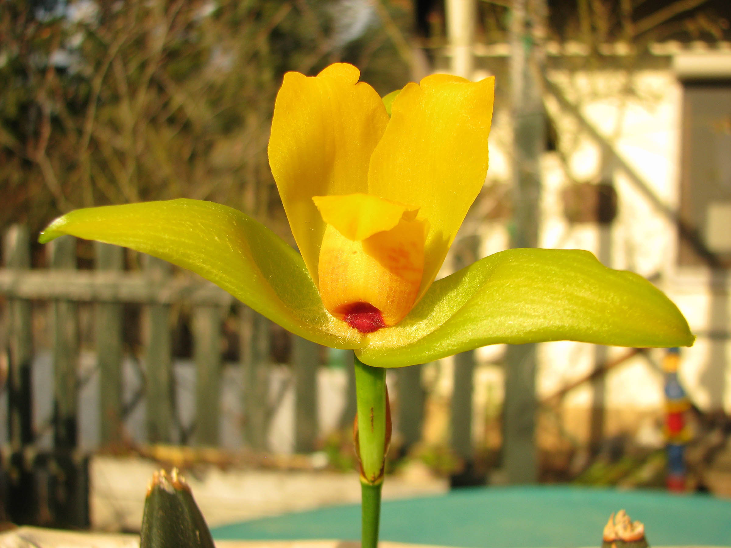 Lycaste cruenta