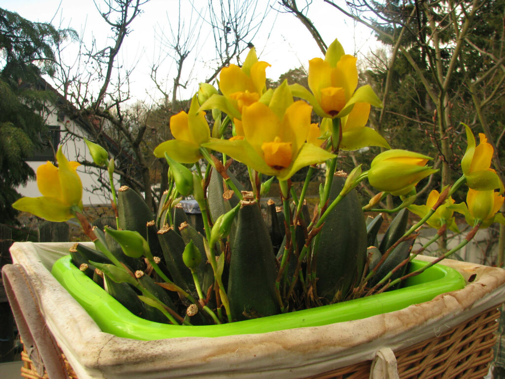 Lycaste cruenta