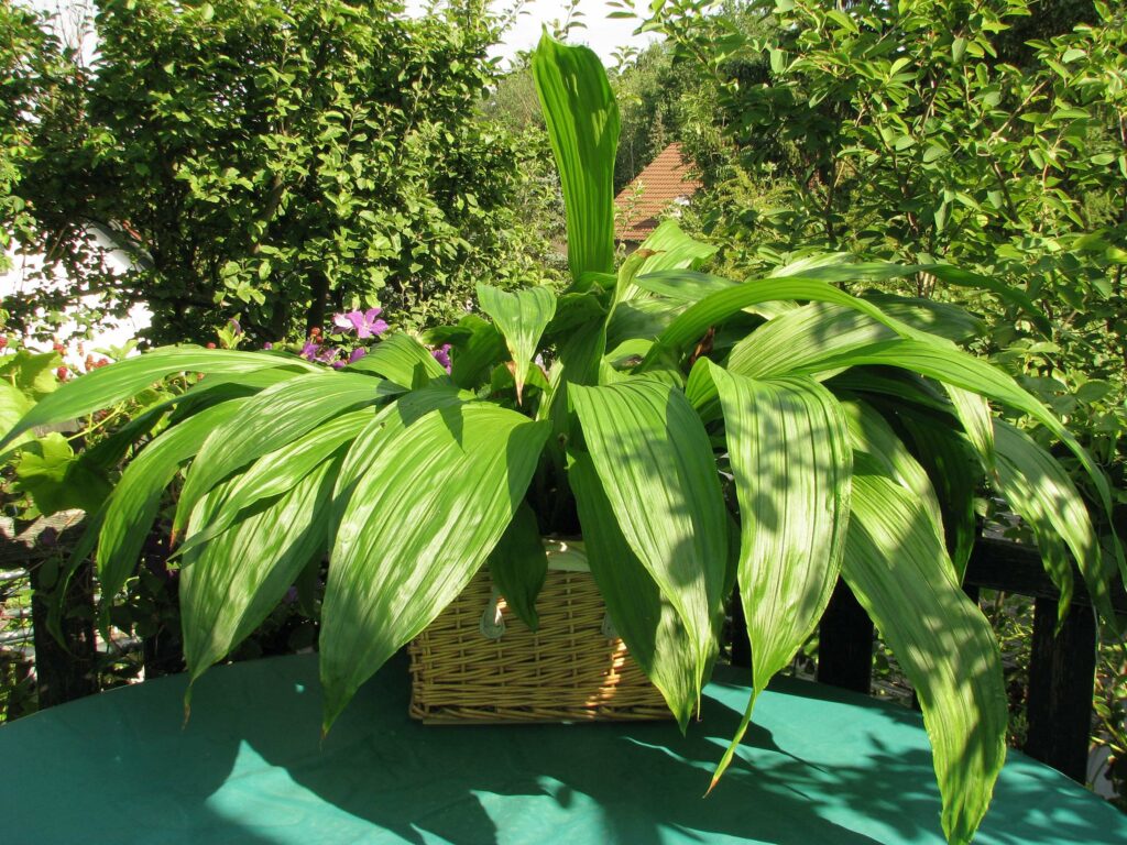 Lycaste cruenta