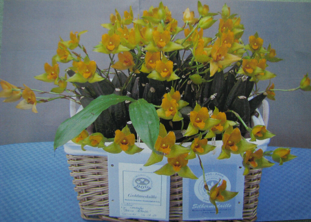 Lycaste cruenta