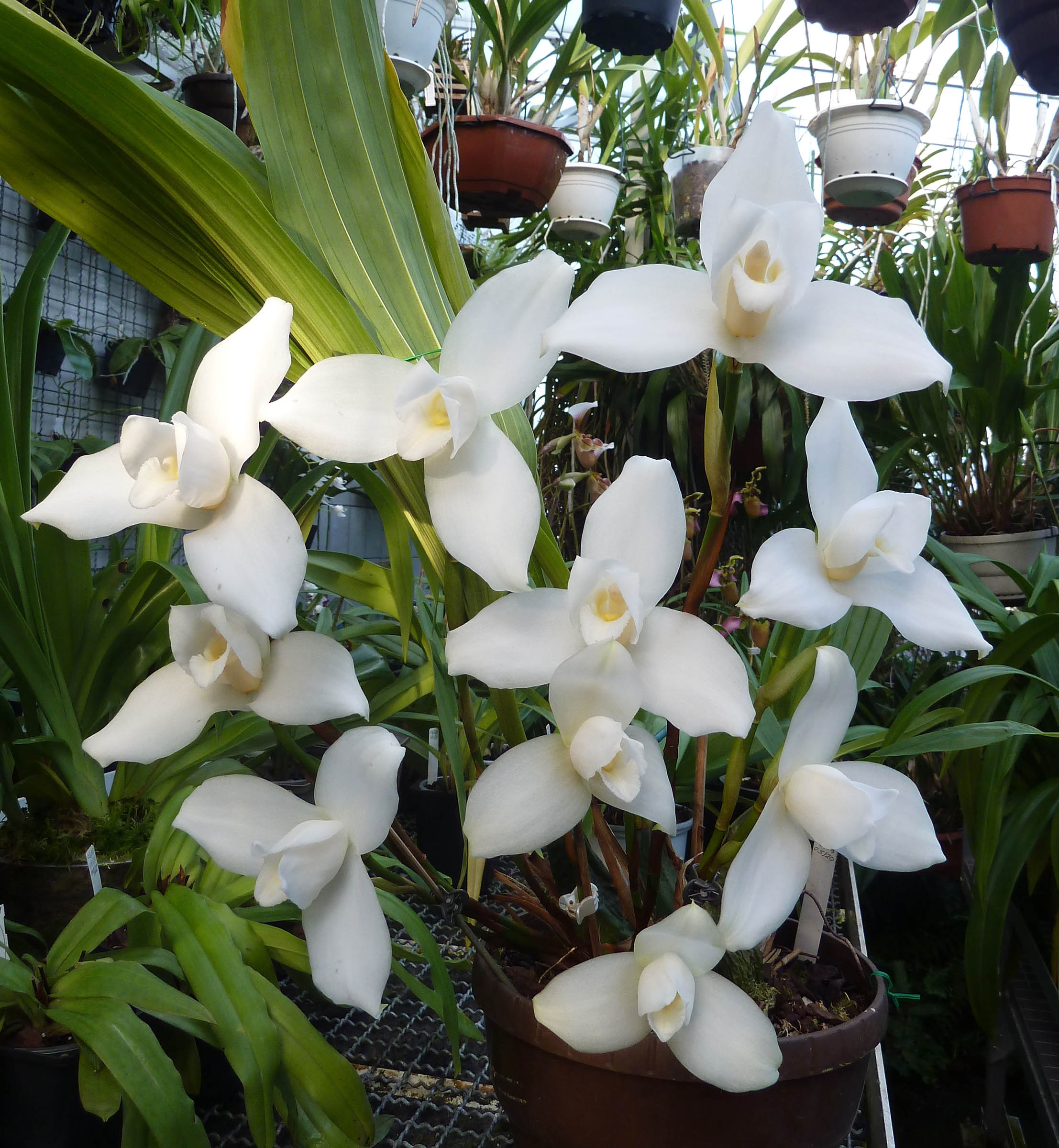 Lycaste virginalis 'Frieden'