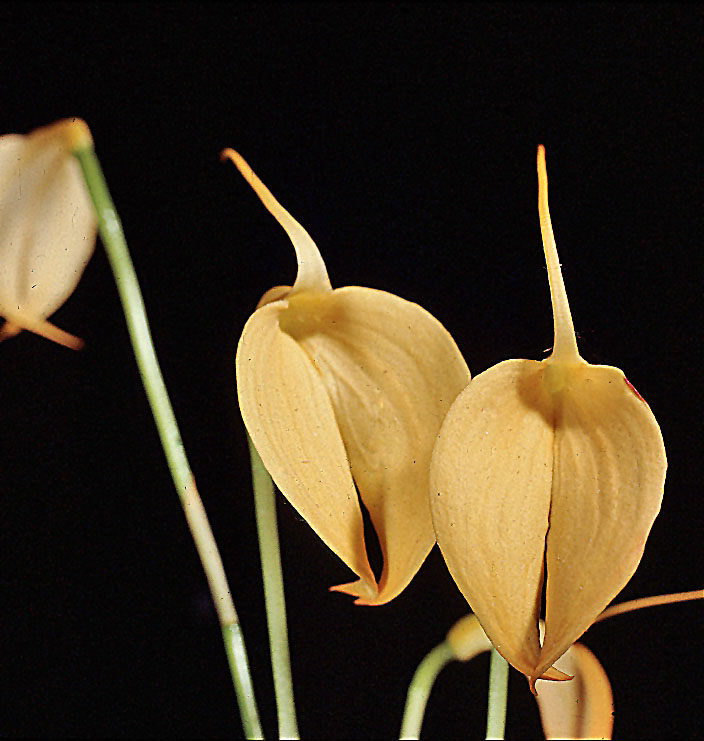 Masdevallia coccinea