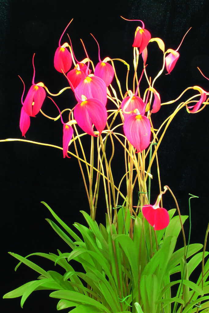 Masdevallia coccinea