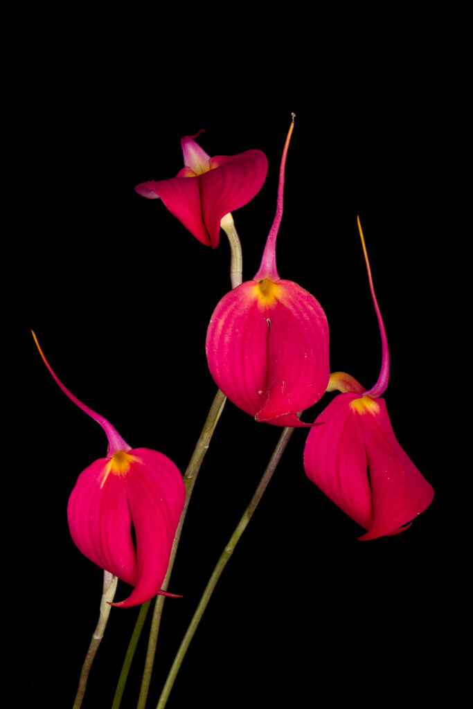 Masdevallia coccinea