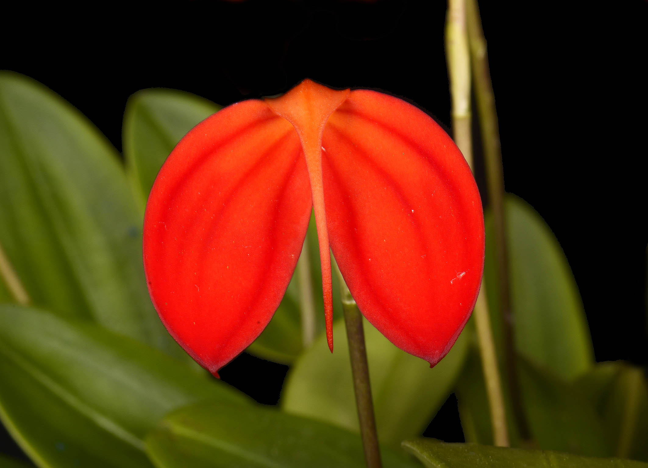 Masdevallia ignea