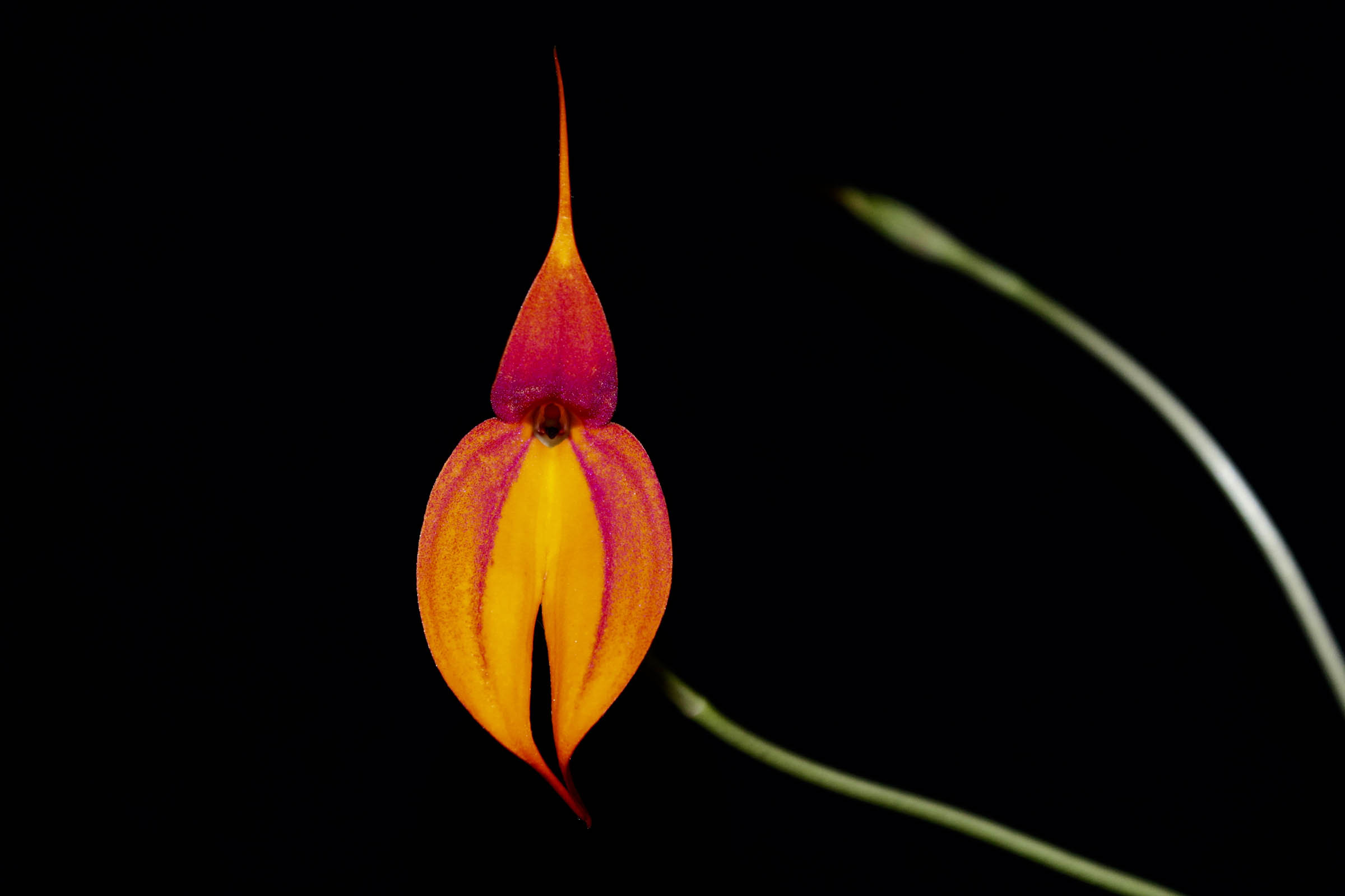 Masdevallia veitchiana