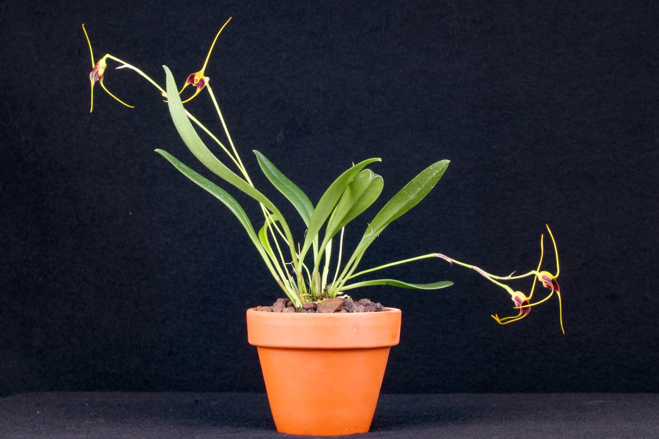 Masdevallia_oreas