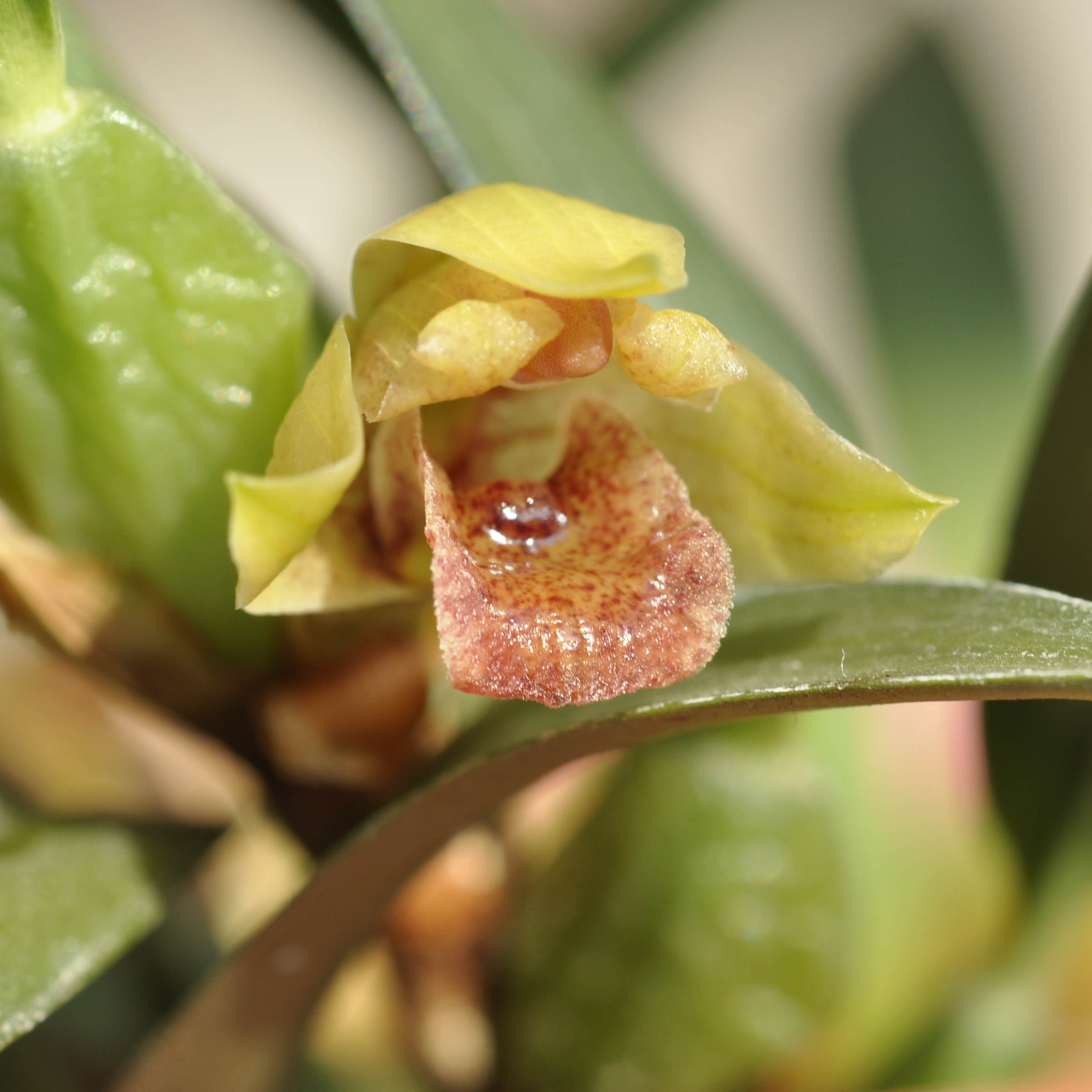 Maxillaria ferdinandiana