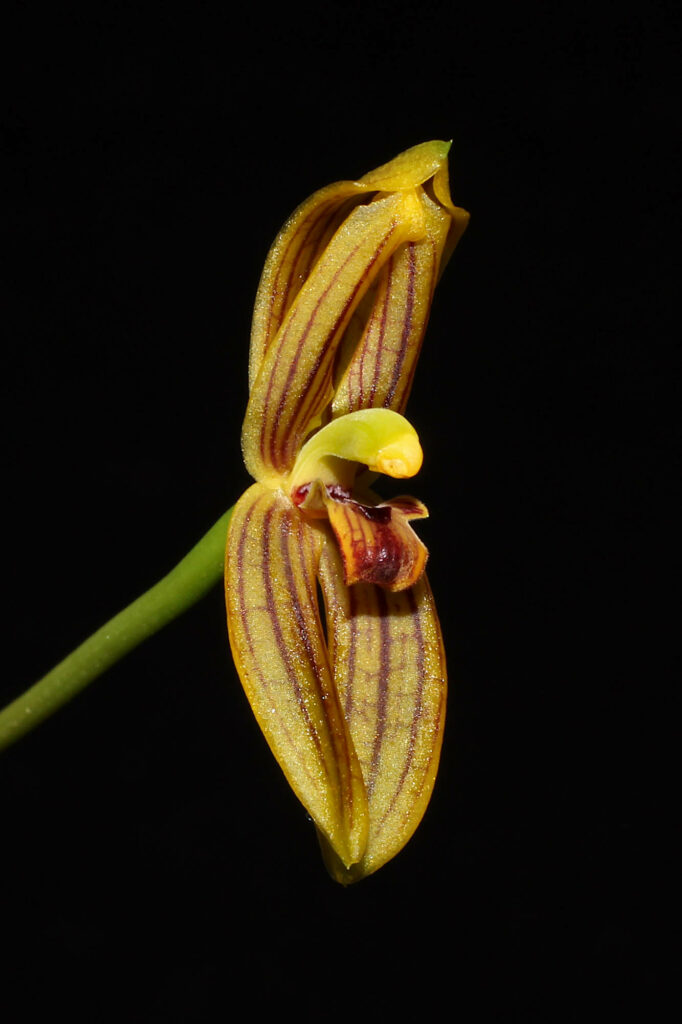 Maxillaria lineolata