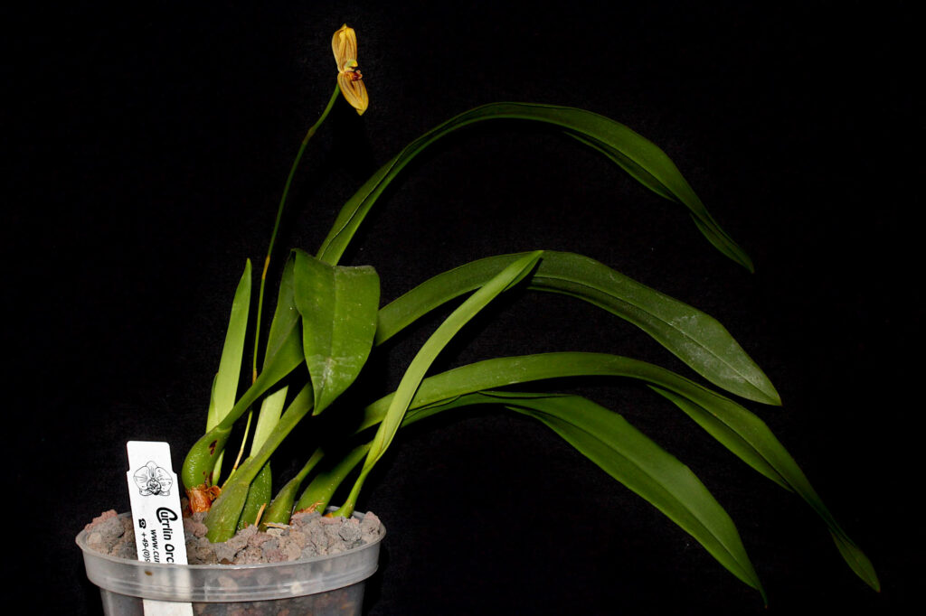 Maxillaria lineolata