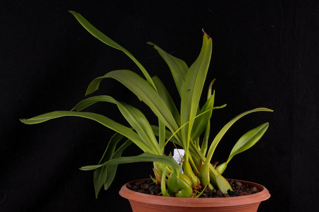 Maxillaria lineolata