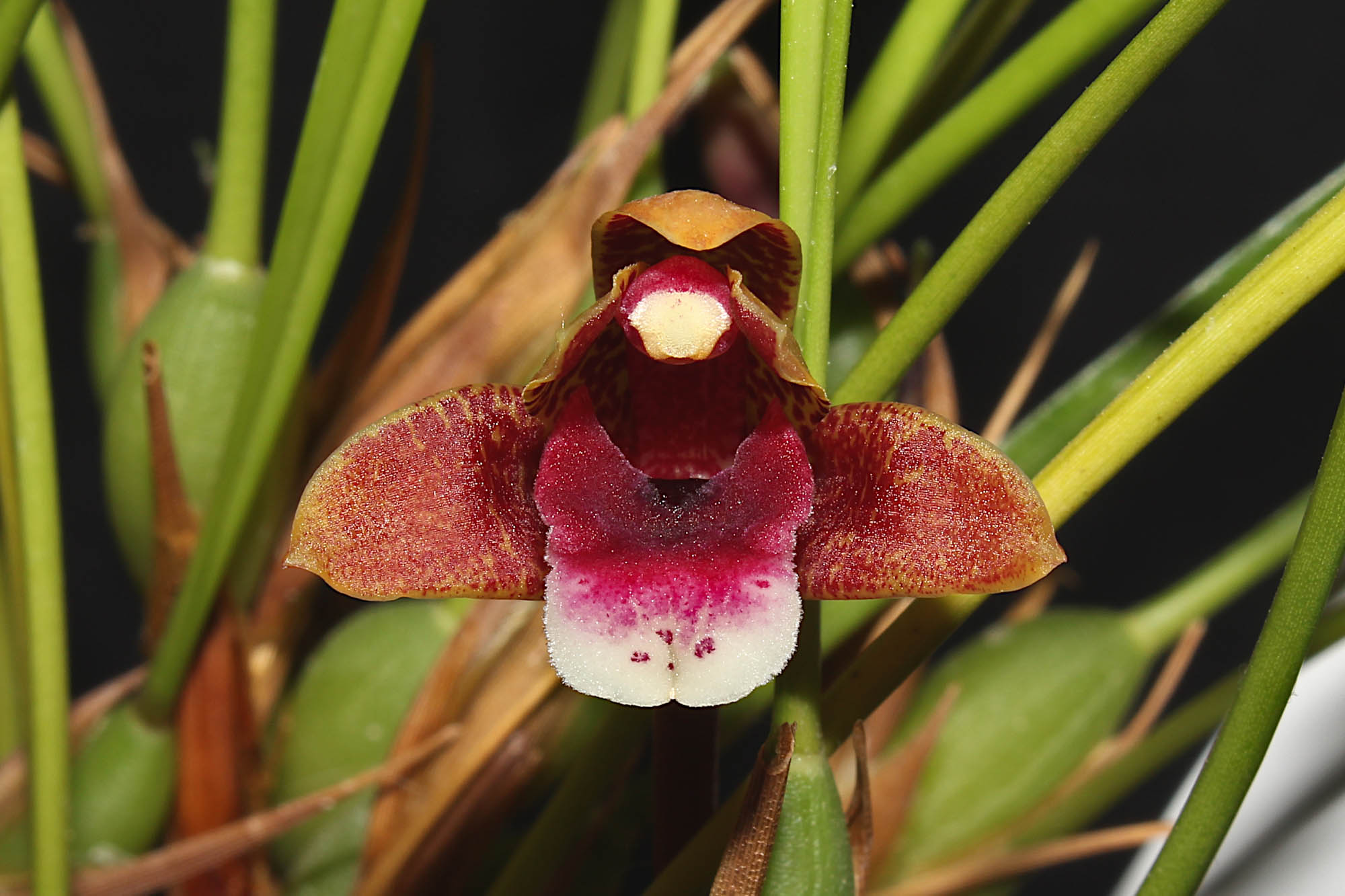 Maxillaria sanguinea