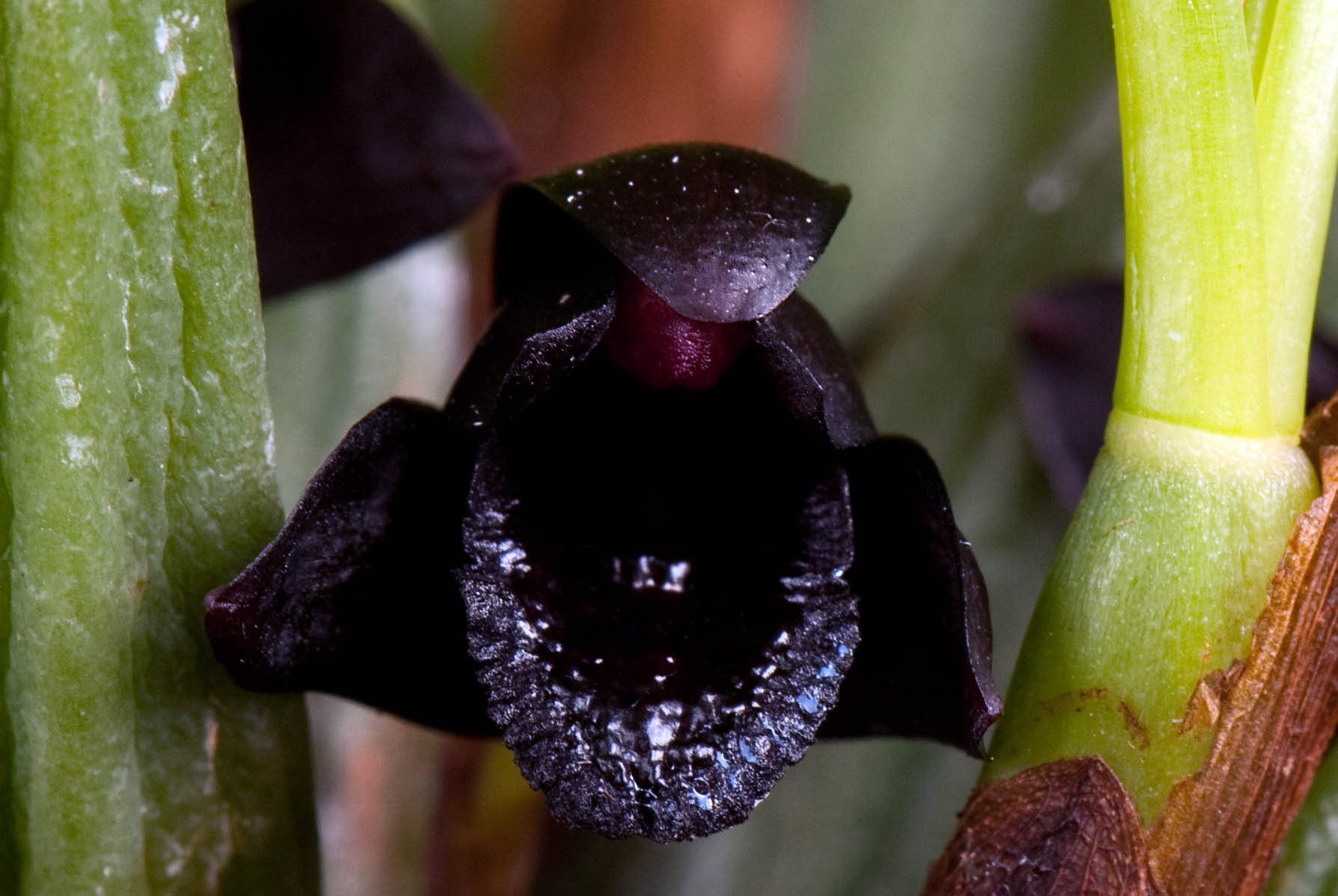 Maxillaria schunkeana