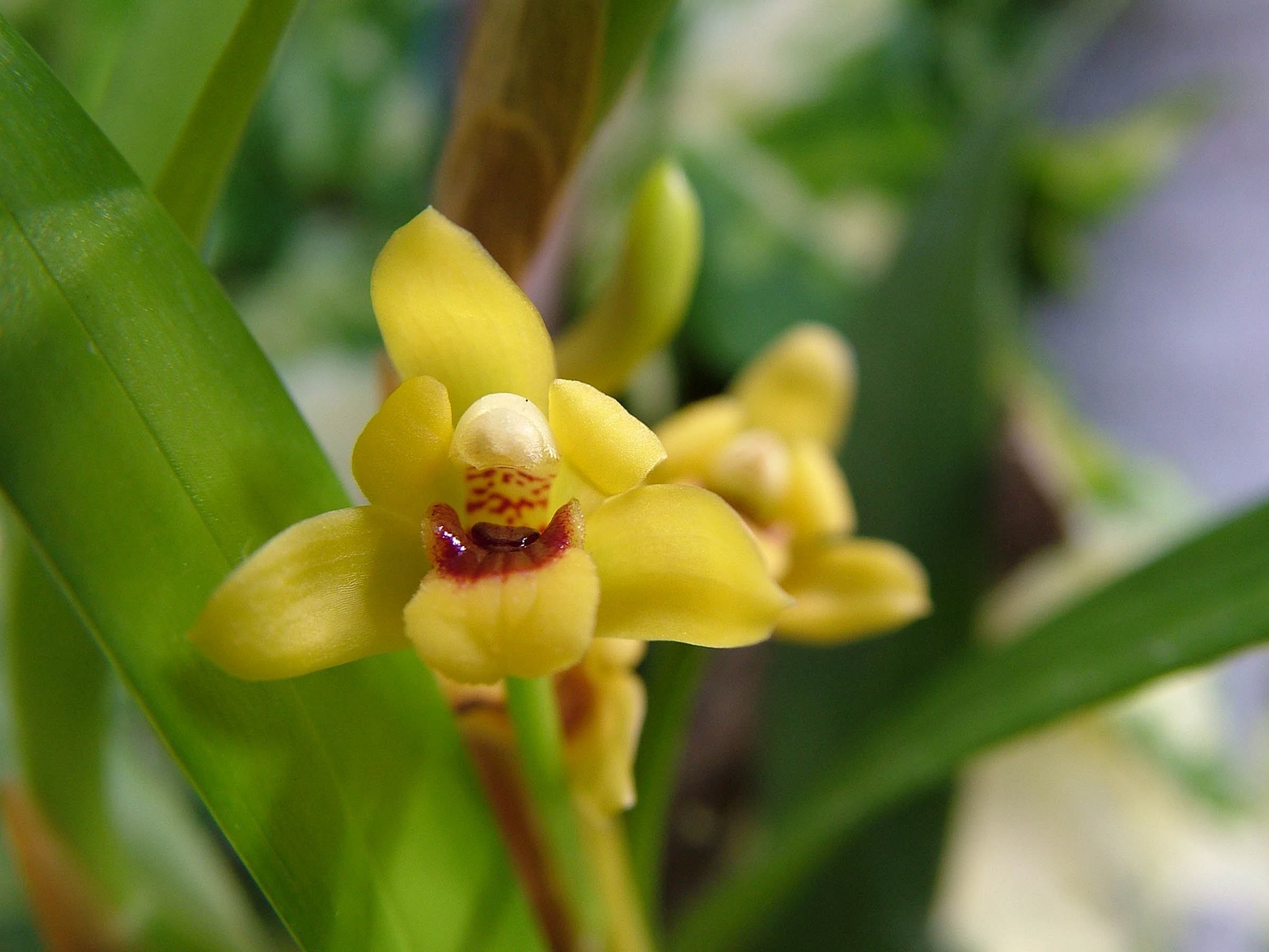 Maxillaria variabilis