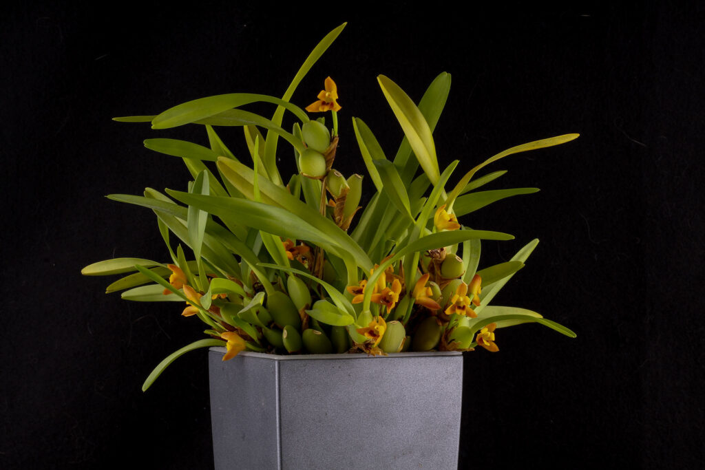 Maxillaria variabilis