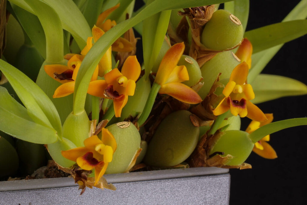 Maxillaria variabilis