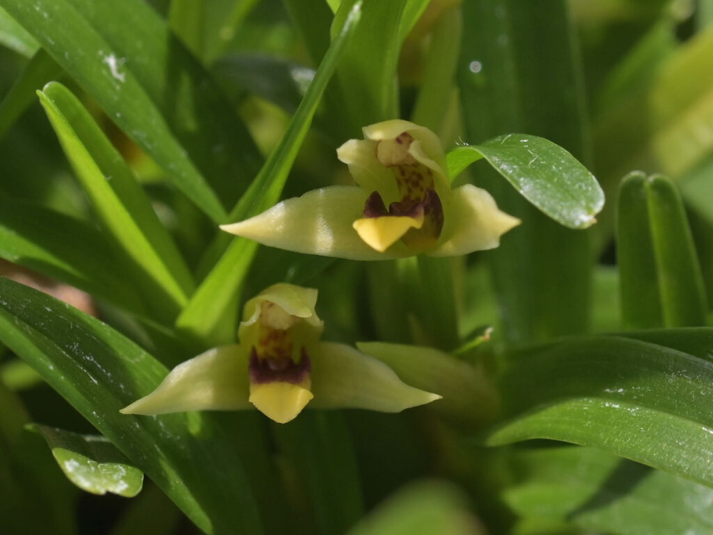 Maxillaria_acervata