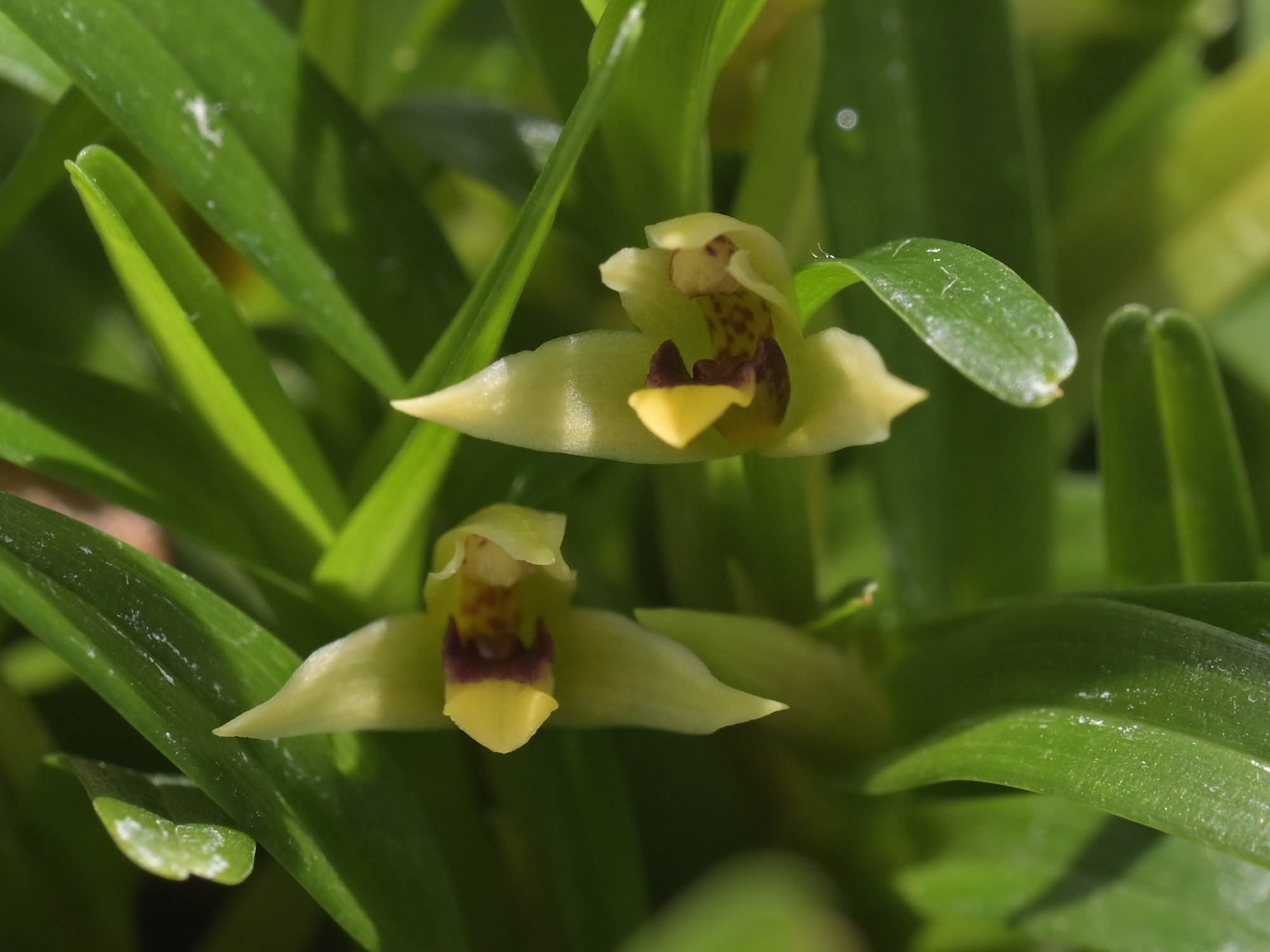 Maxillaria_acervata