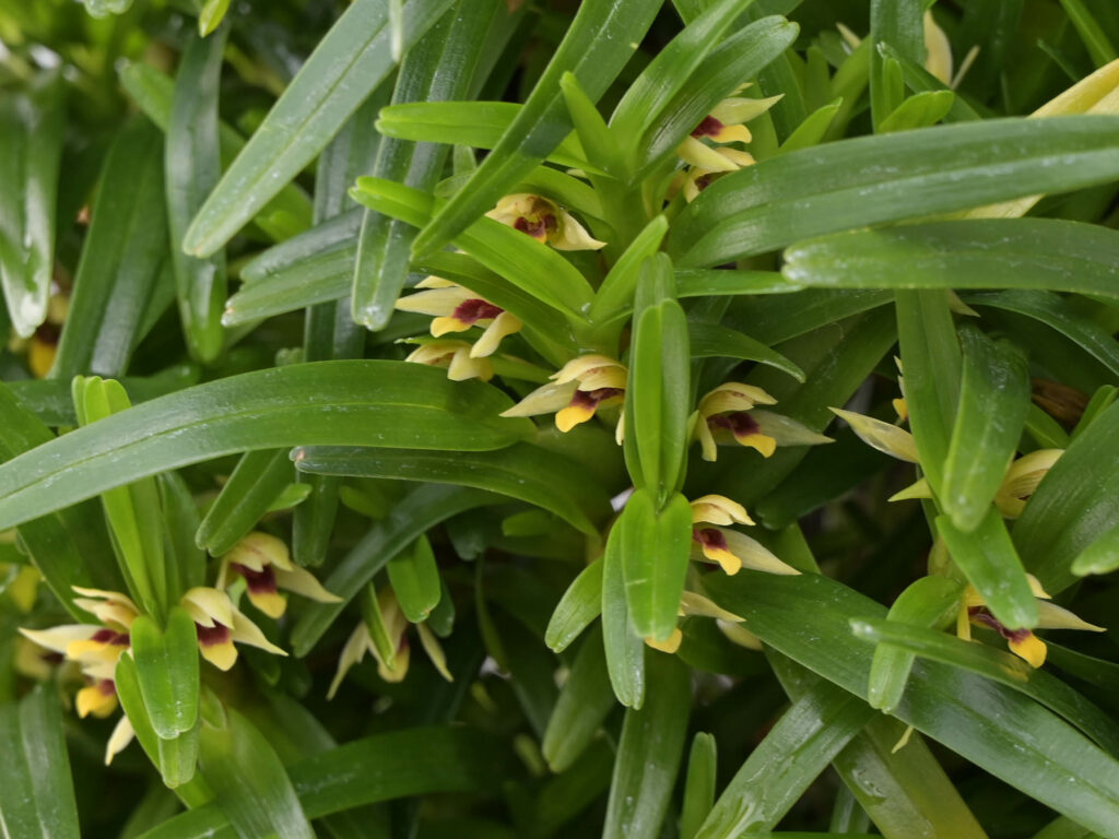 Maxillaria_acervata