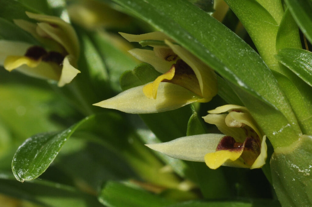 Maxillaria_acervata