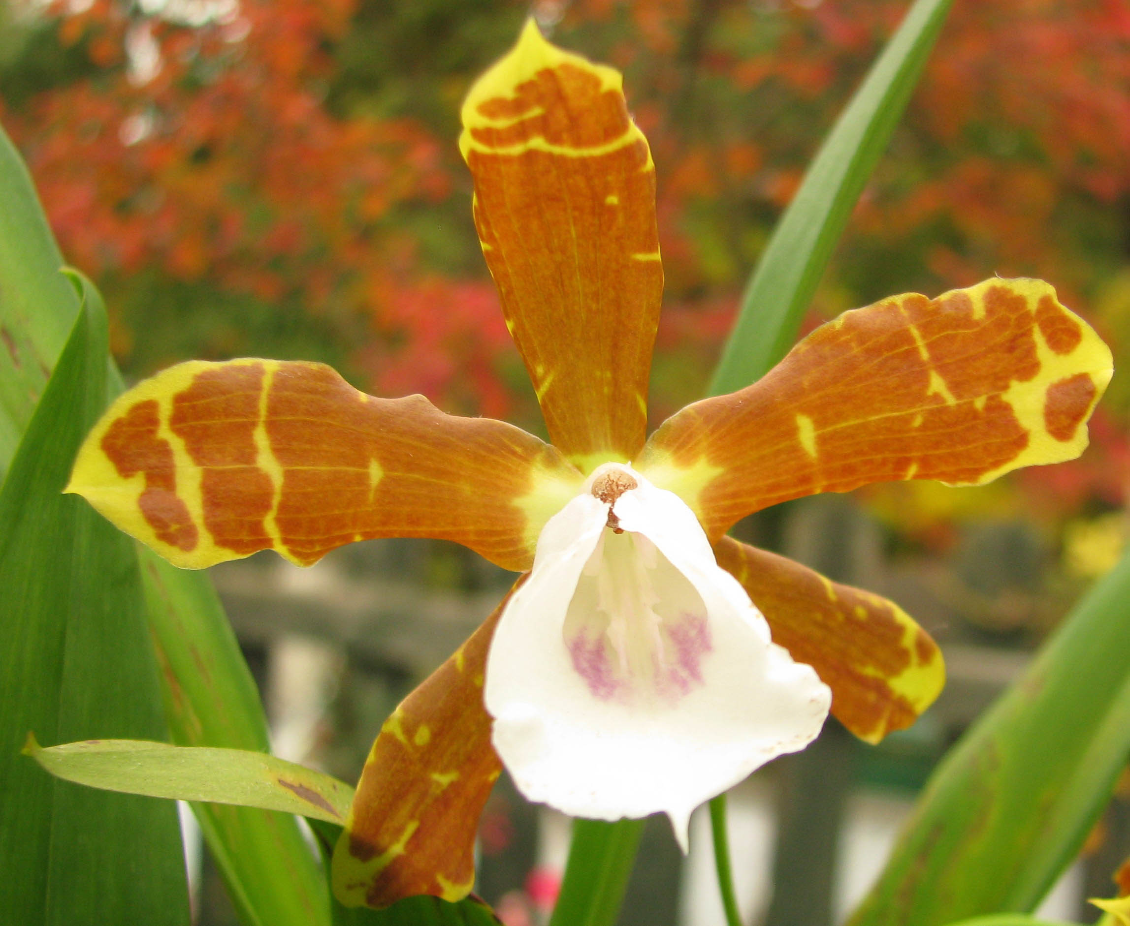 Miltonia candida