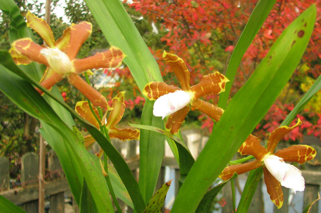 Miltonia candida