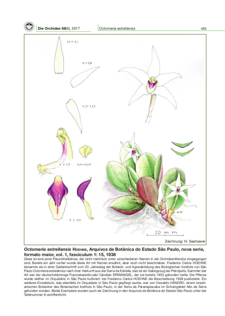 Octomeria estrellensis