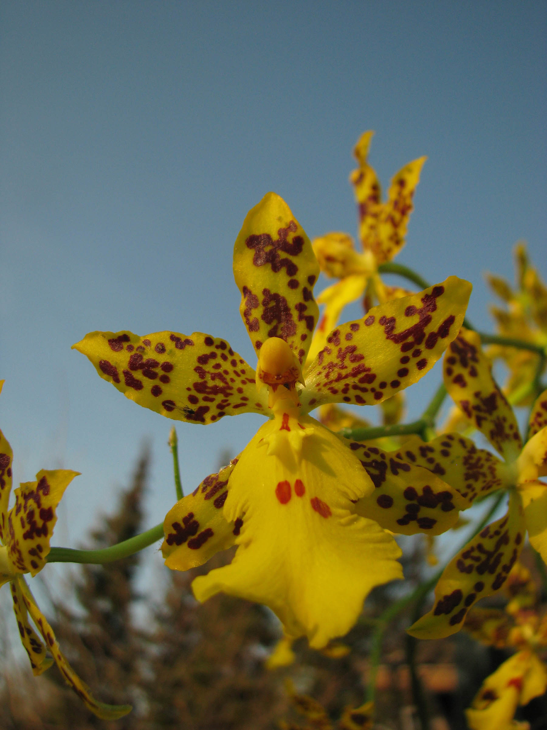 Oncidium Russiker Gold