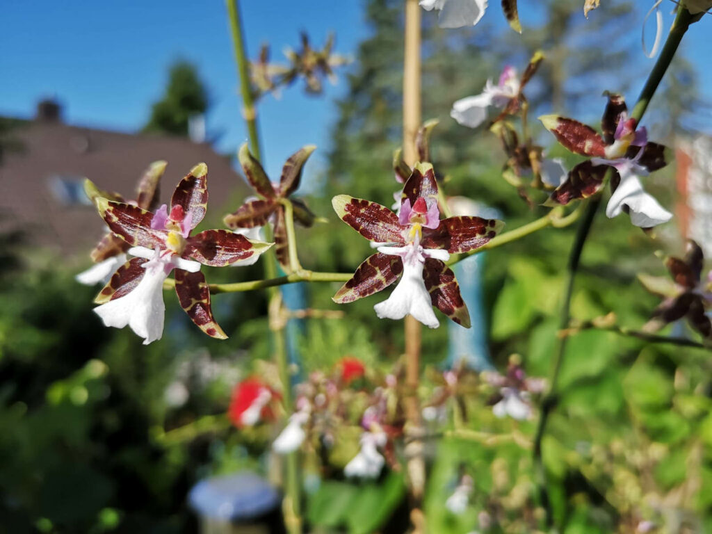 Oncidium leucochilum