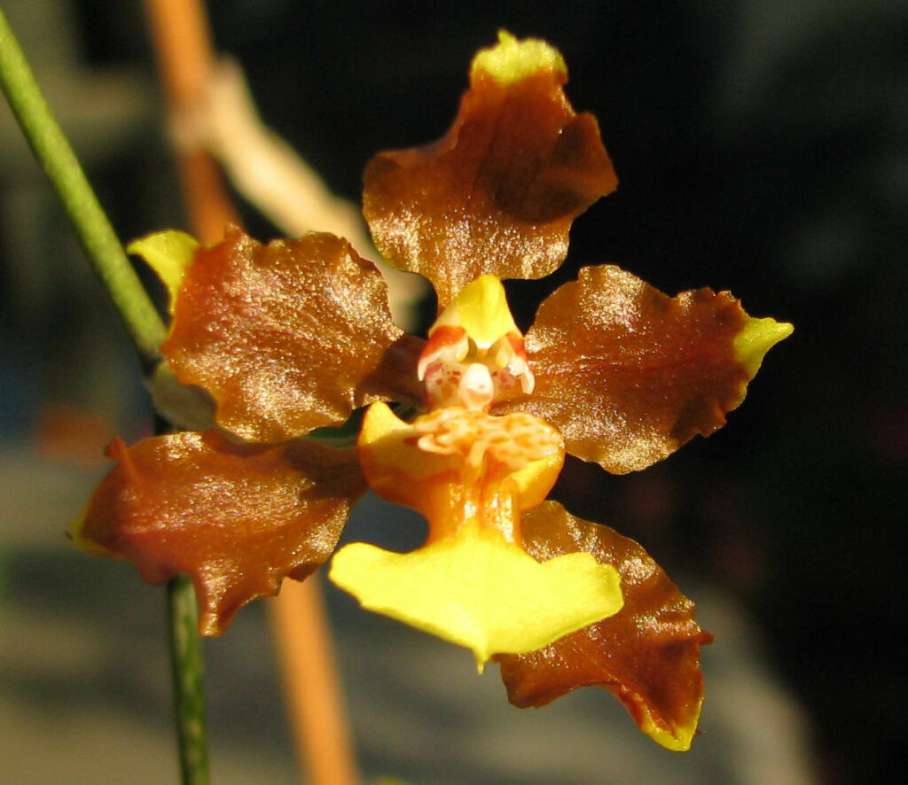 Oncidium planilabre