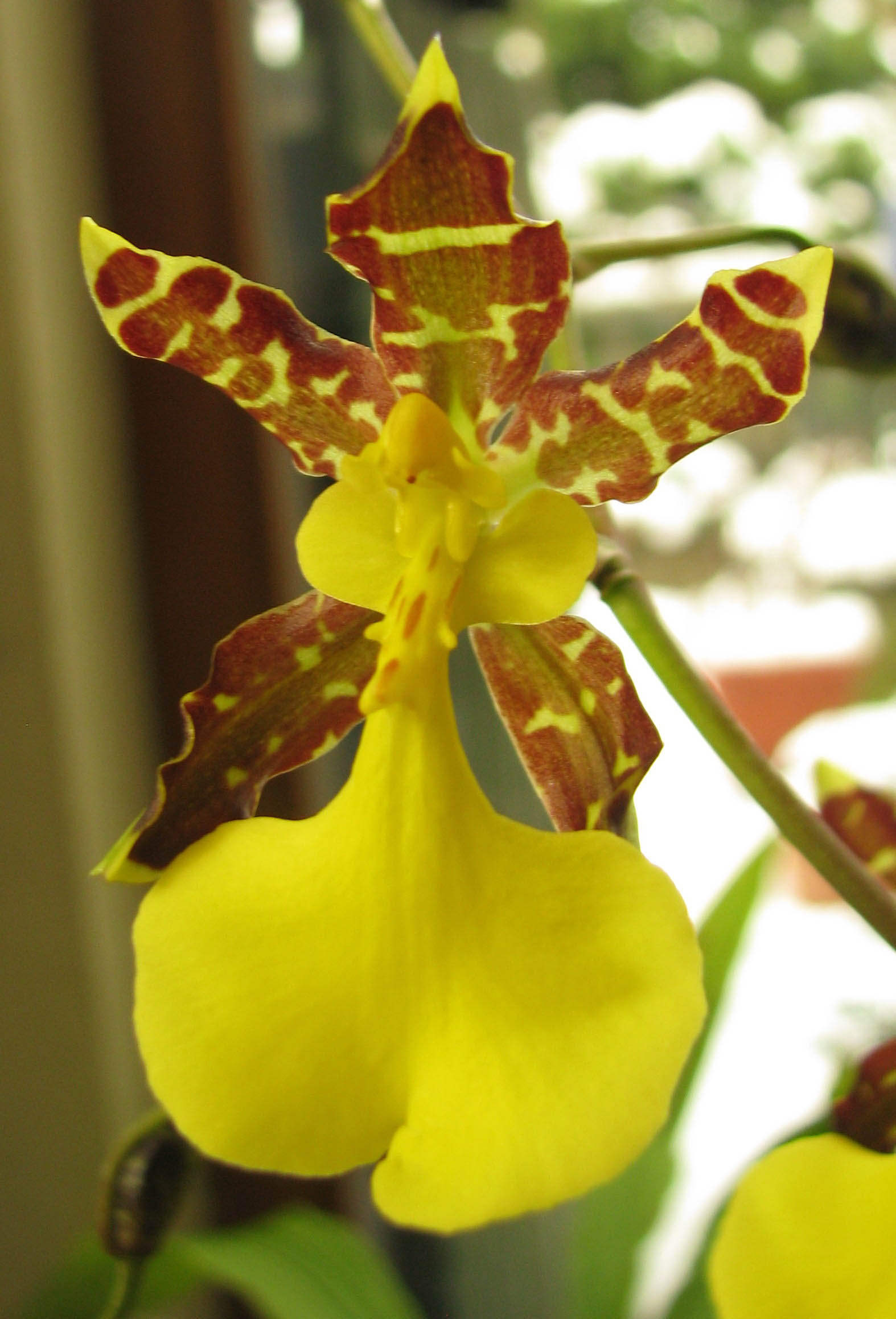 Oncidium unguiculatum