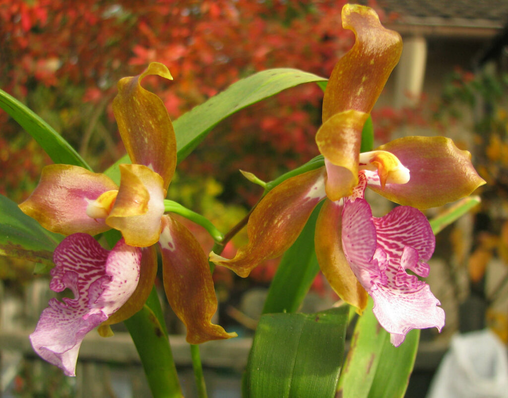 Oncidium wyattianum