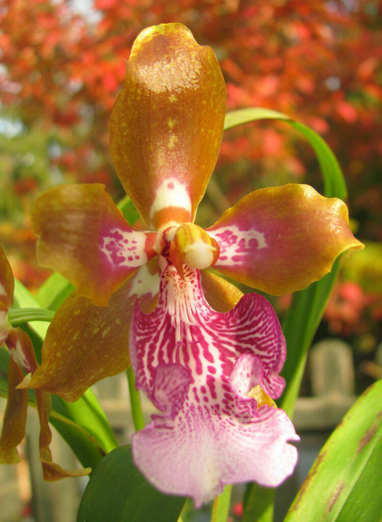 Oncidium wyattianum