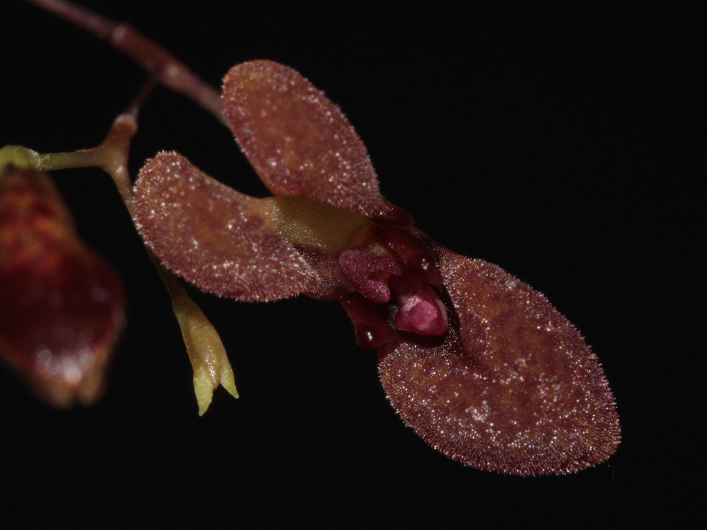 Pabstiella fusca