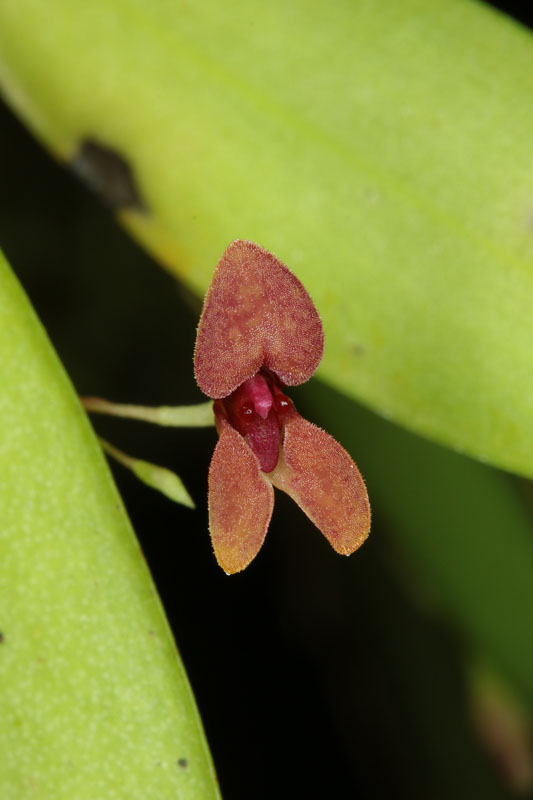 Pabstiella fusca