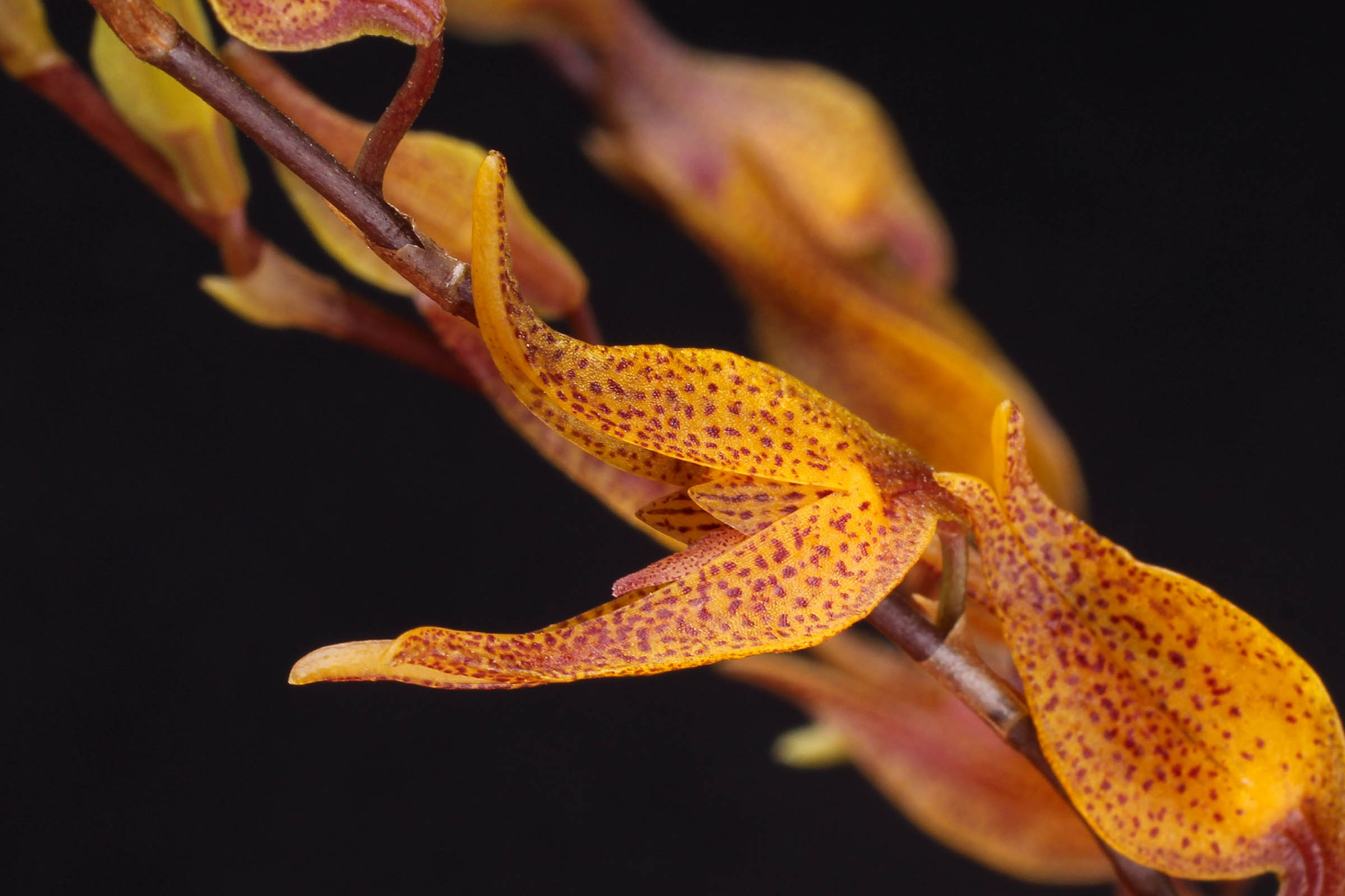 Pabstiella tripterantha