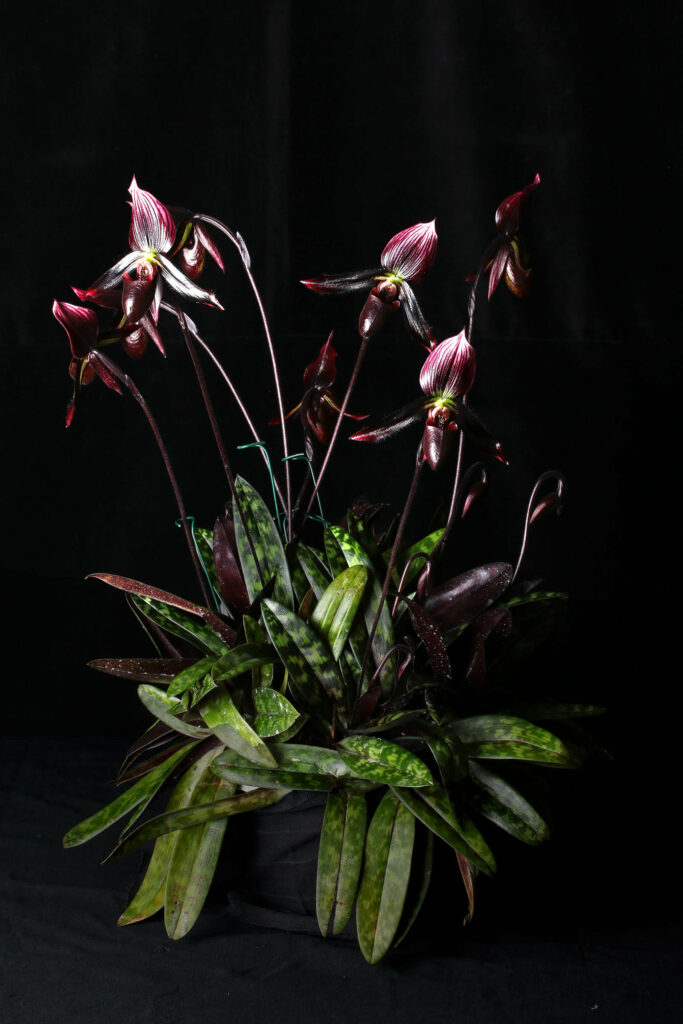 Paphiopedilum Ambiente 'Rotspiel'